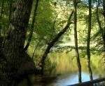 yedigoller2
