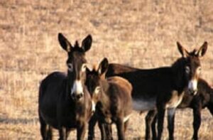 kıbrıs eşekleri.1