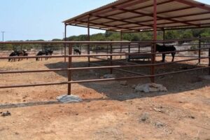 kıbrıs eşekleri.2