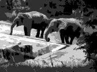 mısır.kahire.hayvanat bahçesi.1