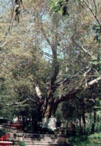 develi.çınar ağacı.1