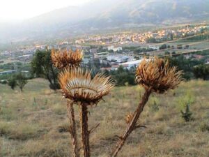 İzmir Kiraz