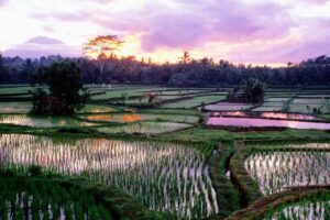 Bali Denpasar-Ubud arası