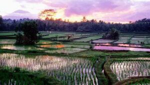 Bali Ubud