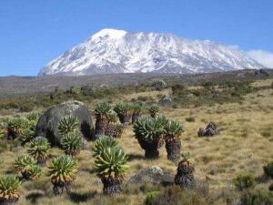 Tanzanya Kilimanjaro Milli Parkı