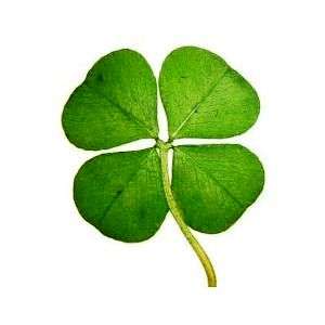 İrlanda Dublin Genel