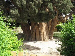 iran.yazd.abarkooh-cypress-tree