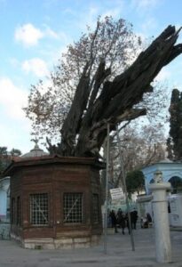 sümbül efendi.zincirli ağaç.1