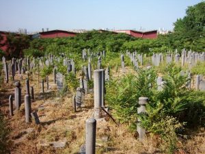 şehitlik.mısır tarlası.1