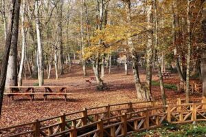 belgrad ormanı.genel.4