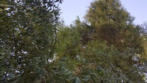 2017.08.26-7.Lefkoşa.Girne kapısı.Okaliptüs ağacı.1b